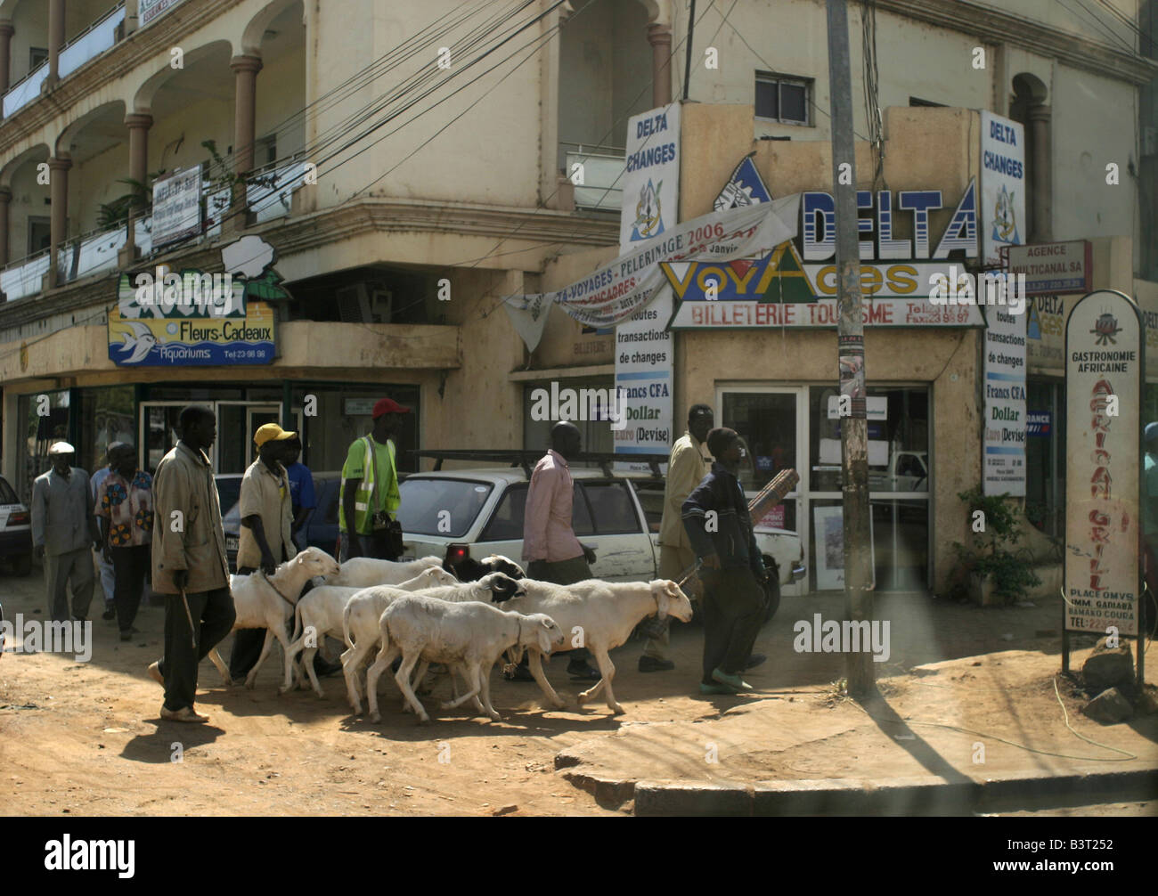 Les sections locales en troupeaux mouton à travers les rues poussiéreuses de Bamako, Mali. Banque D'Images