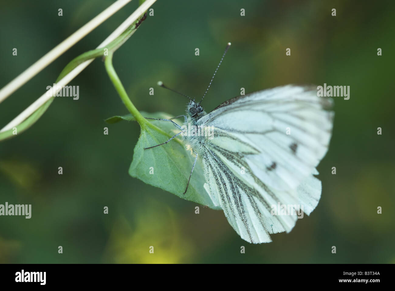Blanc veiné vert papillon macro sur une feuille. Banque D'Images