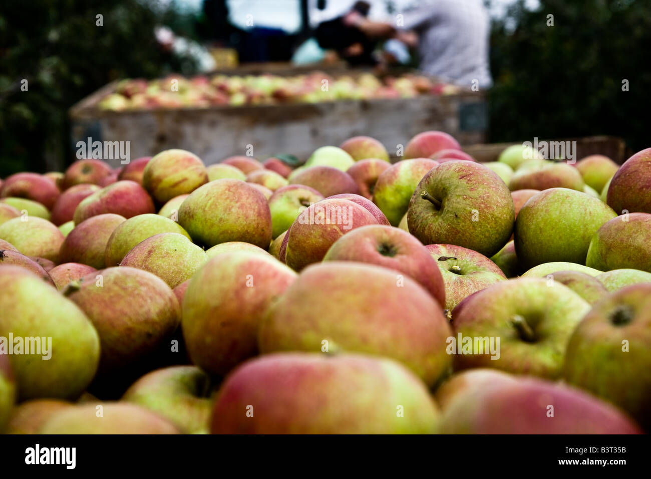 Cox s pommes dans un grand ben prêt à être pris de nouveau à la station de conditionnement d'être emballé pour l'envoi au supermarché Banque D'Images