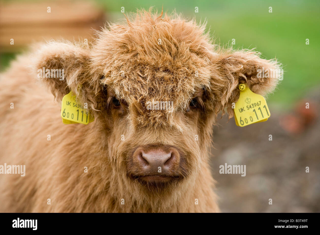 Highland veau avec des marques auriculaires d'identification pour l'Ecosse perthshire Banque D'Images