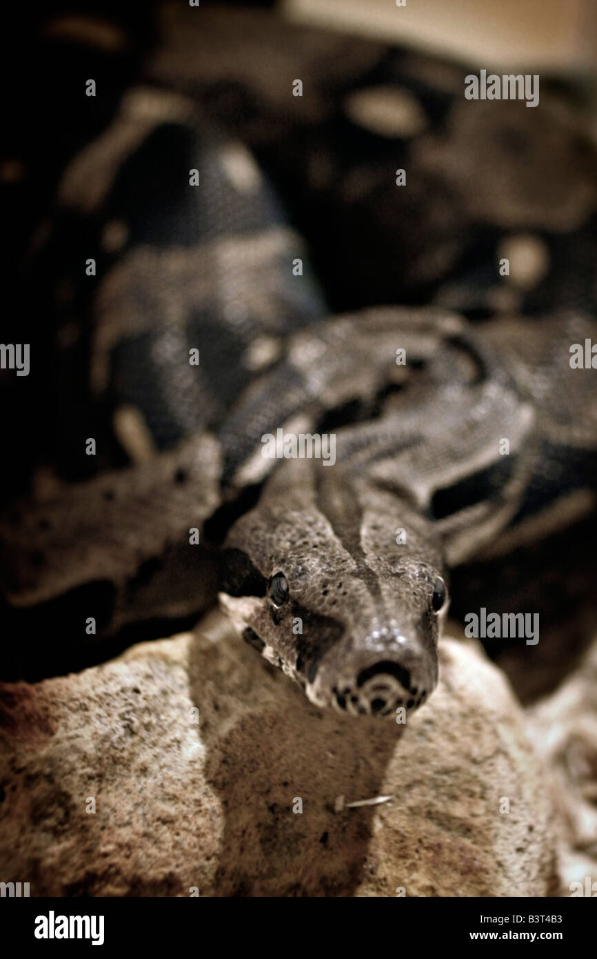 Un boa constrictor à queue rouge en pierre sur sa proie. Banque D'Images