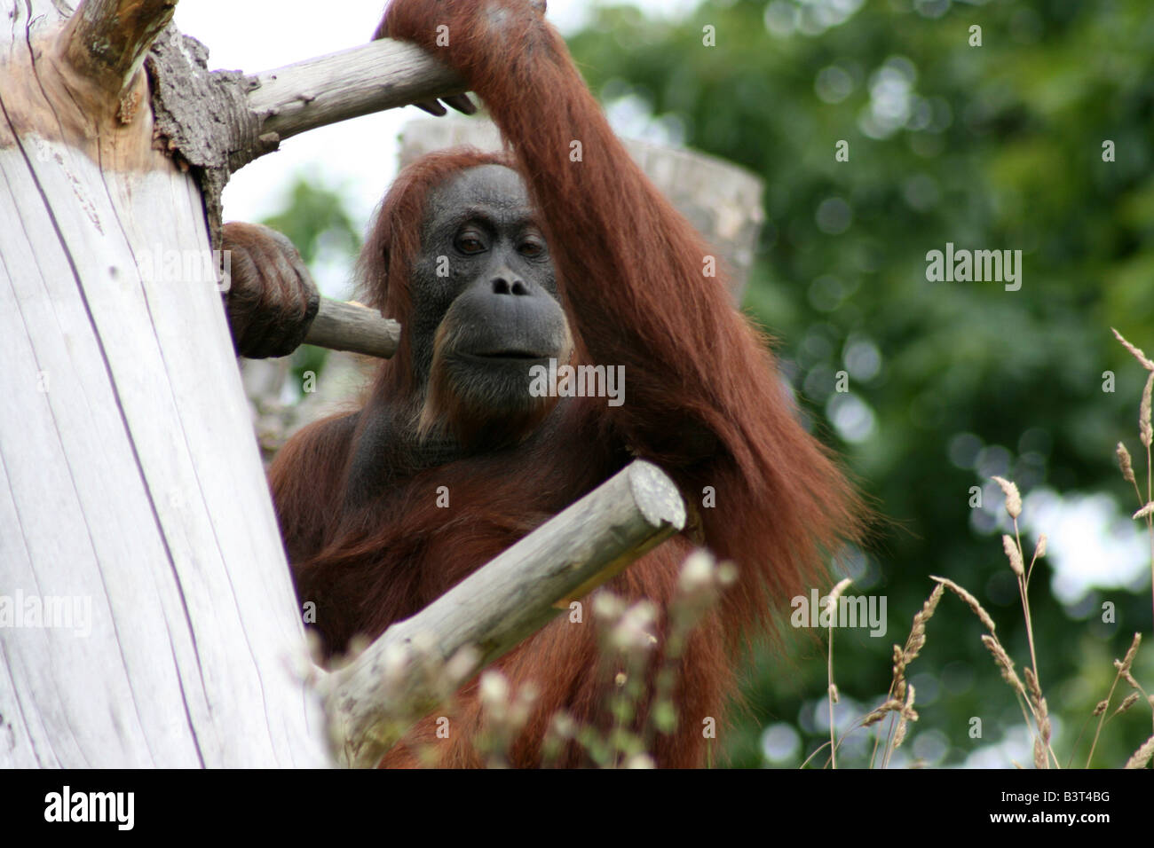 Un orang-outan assis dans un arbre Banque D'Images