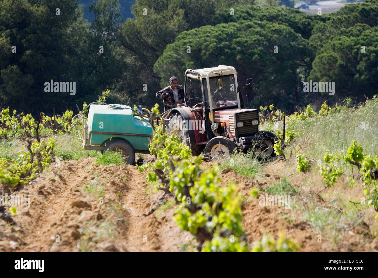 Travail vigneron dans le vignoble - le printemps sur la côte d'azur Banque D'Images