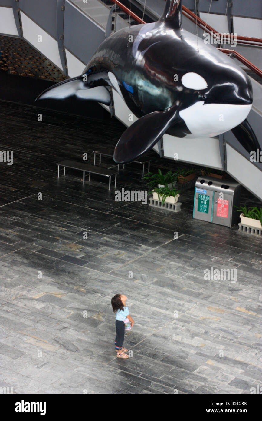 Petite fille ressemble à une pendaison, orca Orcinus orca. Banque D'Images