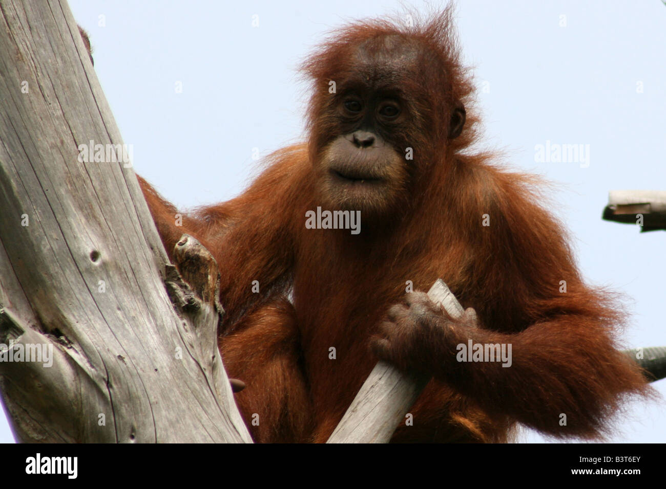 Bébé orang-outan assis sur un arbre Banque D'Images