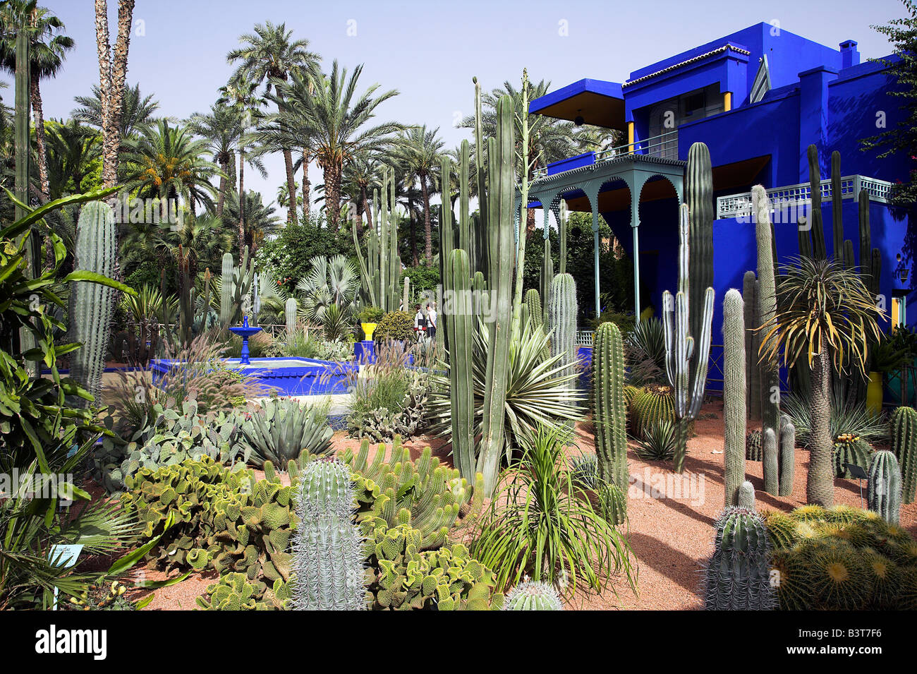 Maroc, Tanger. La sous-tropical Jardin Majorelle dans la ville nouvelle de Marrakech. Conçu par le peintre français Jacques Majorelle qui a vécu ici de 1922 à 1962, il est maintenant administré par le créateur de mode Yves Saint-Laurent. Le central bleu bâtiment abrite également le Musée d'Art Islamique Banque D'Images