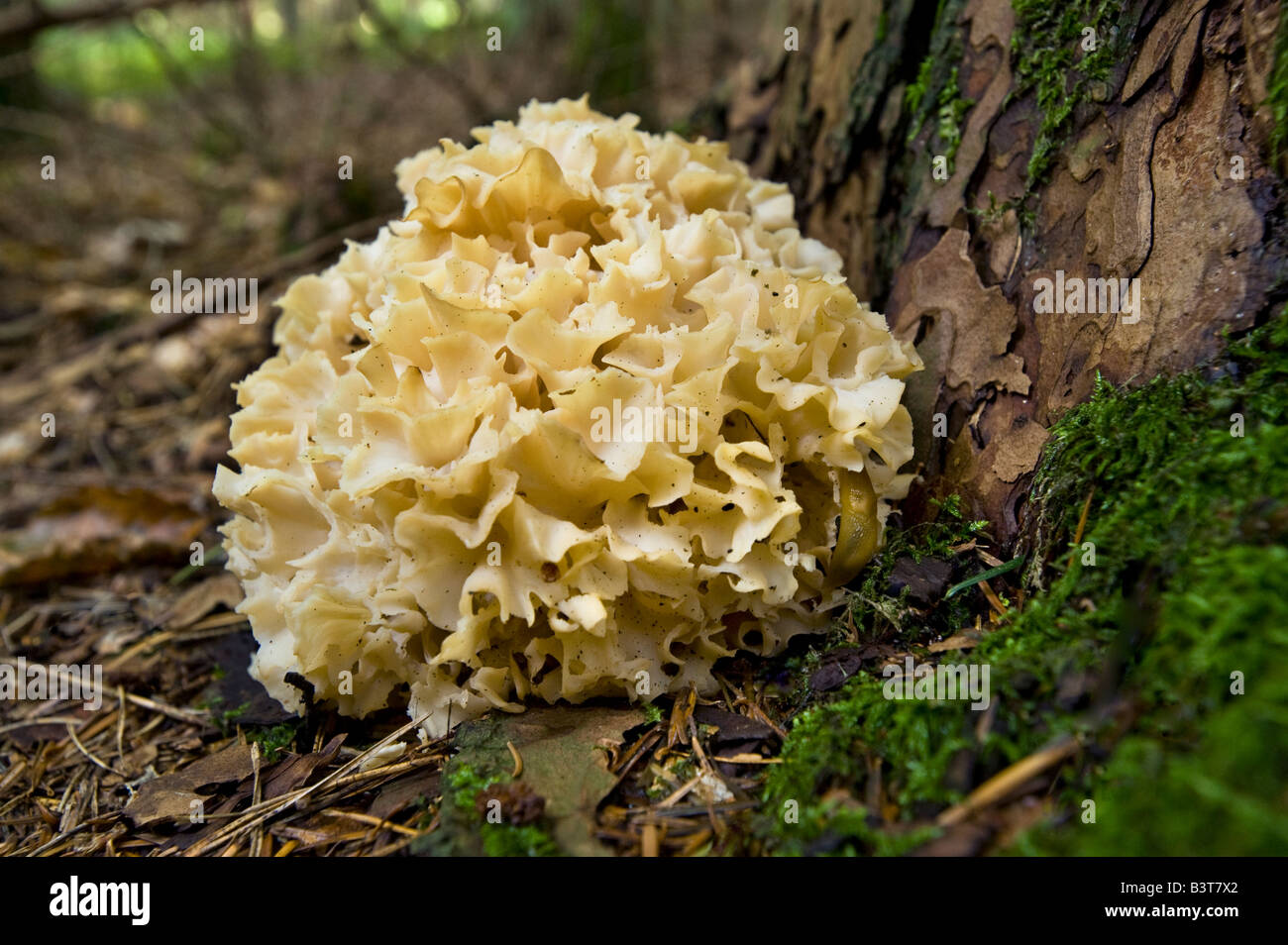 Sparassis crispa krause de champignons Chou-fleur fleurs corail arbre glucke Banque D'Images