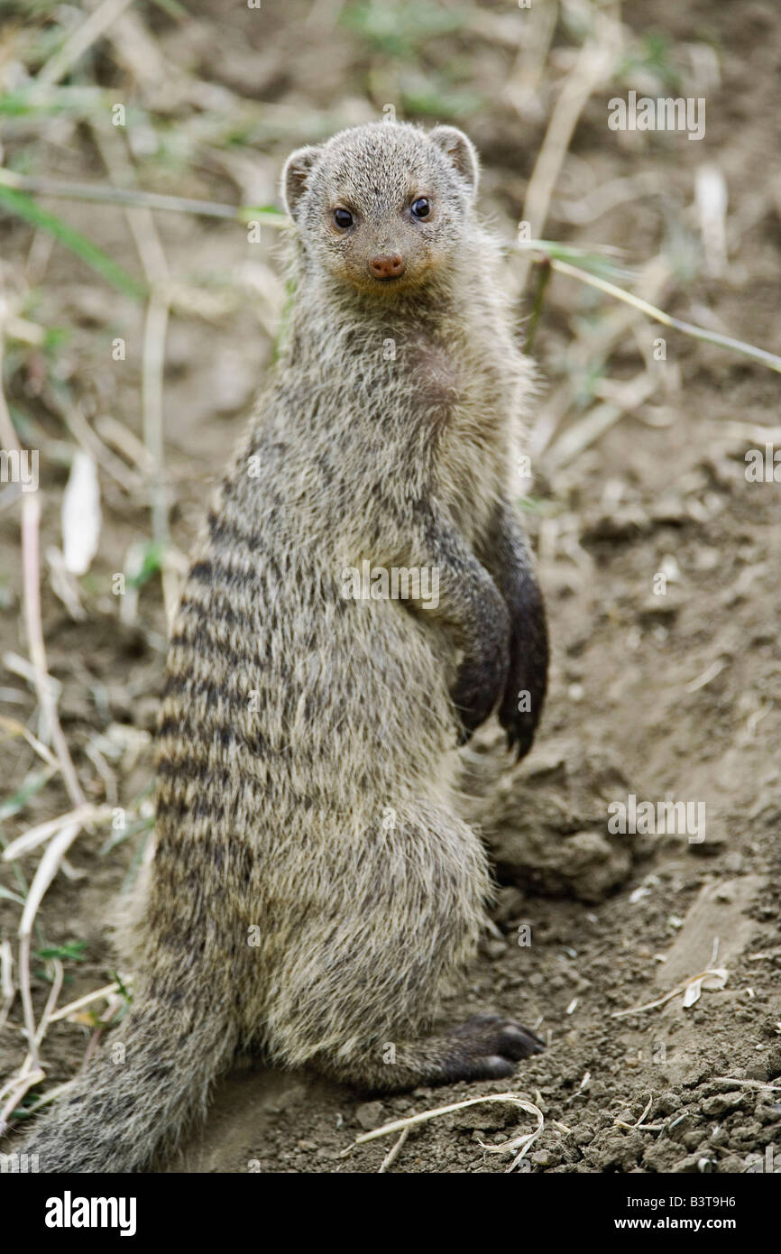 Mongoose, bagués Mungos mungo, Masai Mara, Kenya, Afrique Banque D'Images