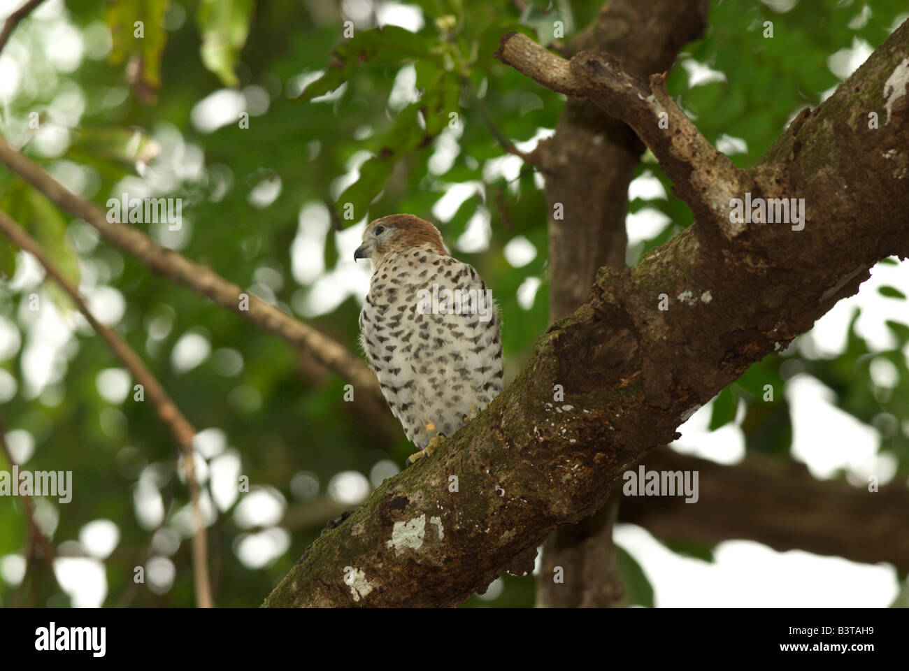 L'île Maurice. L'endémique Maurice, kestrel Falco punctatus Banque D'Images