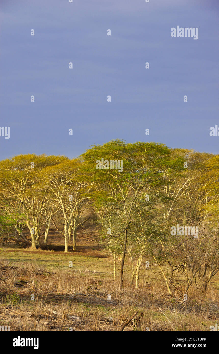 L'Afrique, Afrique du Sud, Johannesburg, Hluhluwe, fièvre des arbres à Zulu Nyala Game Reserve (RF) Banque D'Images