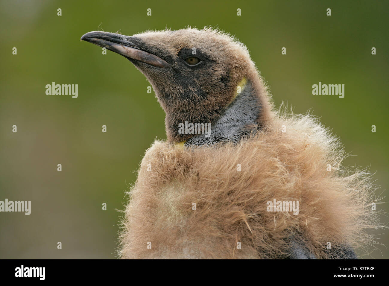 Sud de l'océan Atlantique, l'île de Géorgie du Sud. Close-up de profil muent penguin chick ou garçon d'étoupe. Banque D'Images