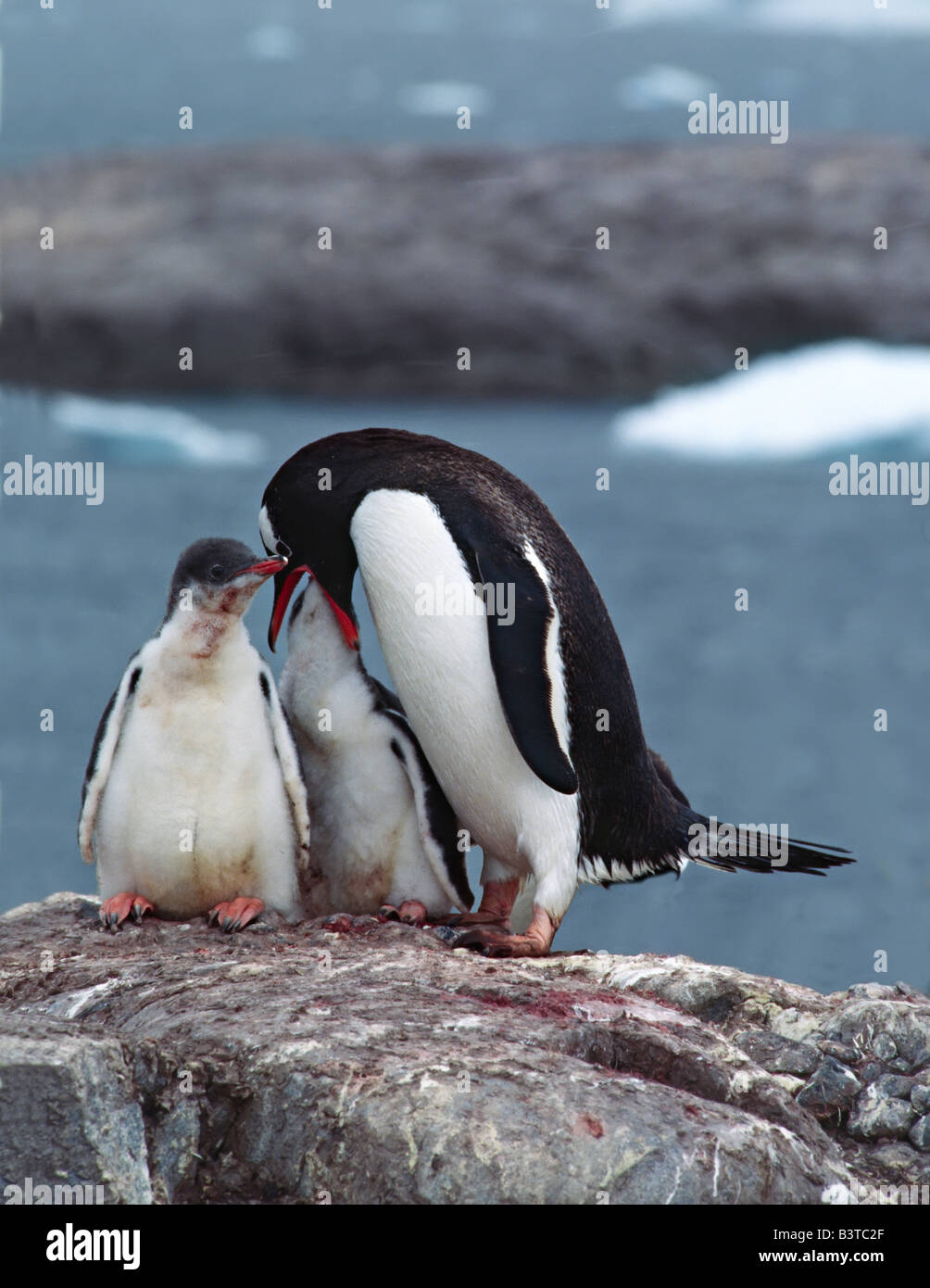 L'océan du sud, l'île des Orcades du Sud. Une Gentoo pingouin (Pygoscelis papua) nourrissant ses oisillons par régurgitation Banque D'Images