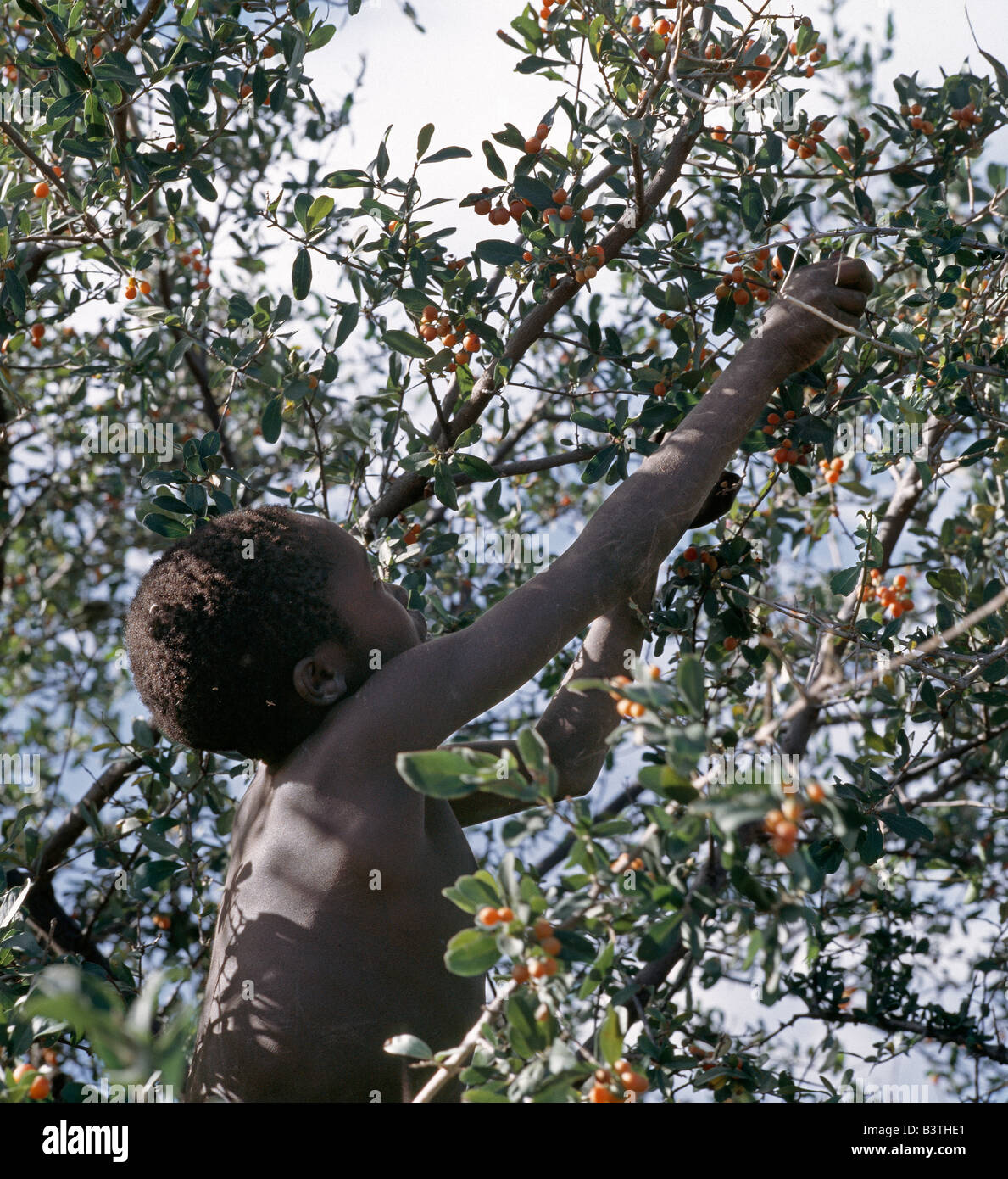 La Tanzanie, Arusha, le lac Eyasi. Un garçon Hadza rassemble des baies comestibles pour sa famille.Les Hadzabe sont une communauté forte de milliers de chasseurs-cueilleurs qui ont vécu dans le bassin du lac Eyasi depuis des siècles. Ils sont l'un des quatre ou cinq sociétés dans le monde qui continuent de gagner leur vie principalement de ressources sauvages. Banque D'Images