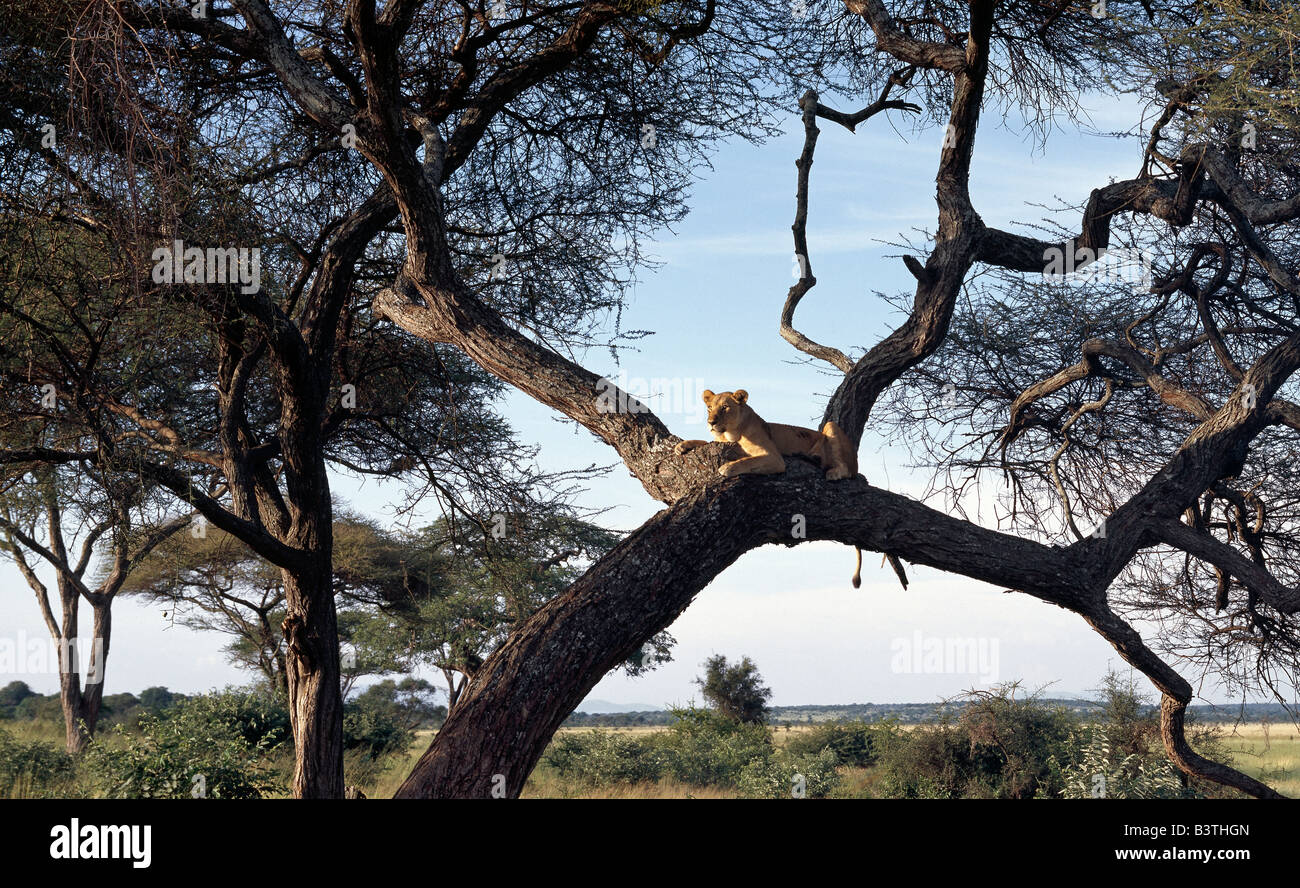 Région d'Arusha, Tanzanie, une lionne veille à partir d'un perchoir confortable dans un énorme Acacia tortilis arbre dans le parc national de Tarangire. Banque D'Images