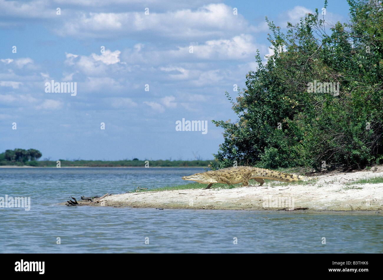 La Tanzanie, la Selous Game Reserve. Un énorme crocodile du Nil chefs pour l'eau dans le lac Tagalala, qui est nourrie par les eaux de Banque D'Images
