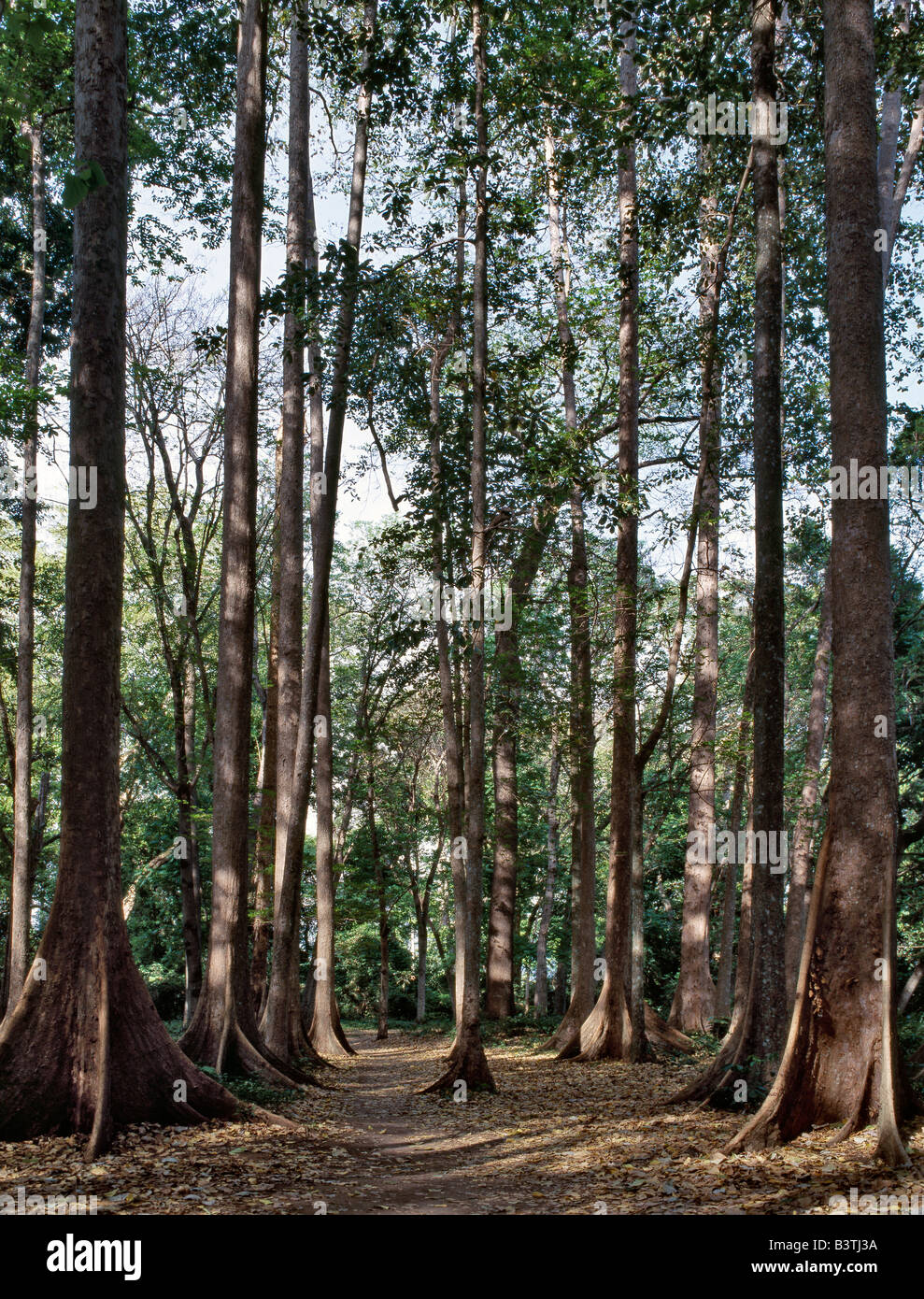 La Tanzanie, Tanga, Mombo. Un beau stand d'arbres indigènes dans une petite parcelle de forêt à la périphérie de Mombo au pied de la montagnes USAmbara. Banque D'Images