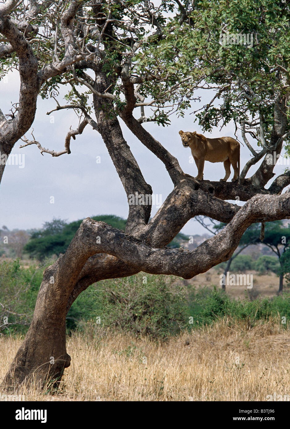 Région d'Arusha, Tanzanie, une lionne sondages son environnement à partir d'un arbre dans le parc national de Tarangire. Banque D'Images