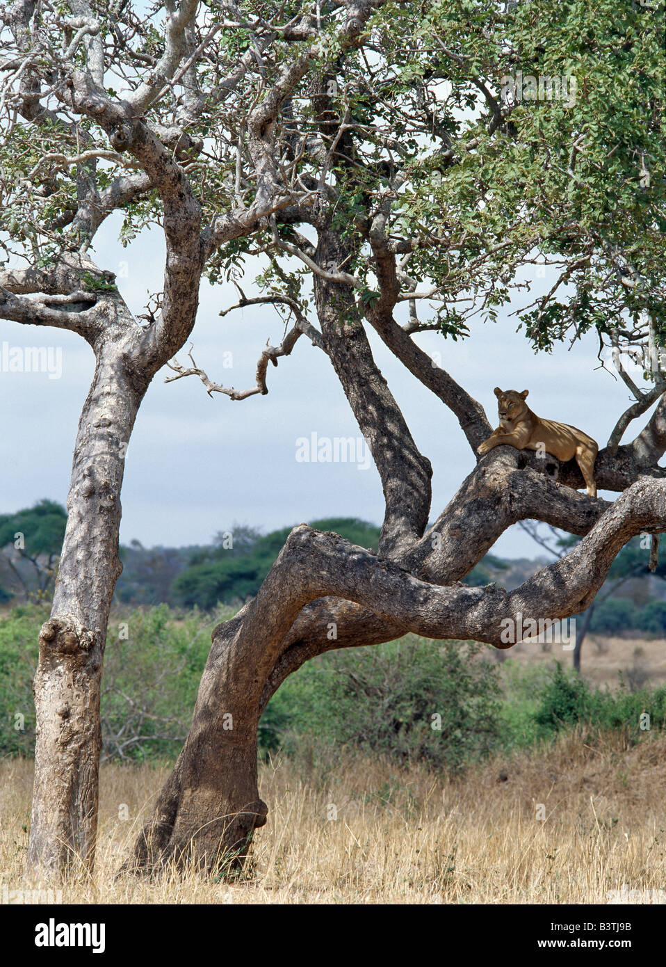 Région d'Arusha, Tanzanie, une lionne sondages son environnement à partir d'un perchoir confortable dans un arbre dans le parc national de Tarangire. Banque D'Images