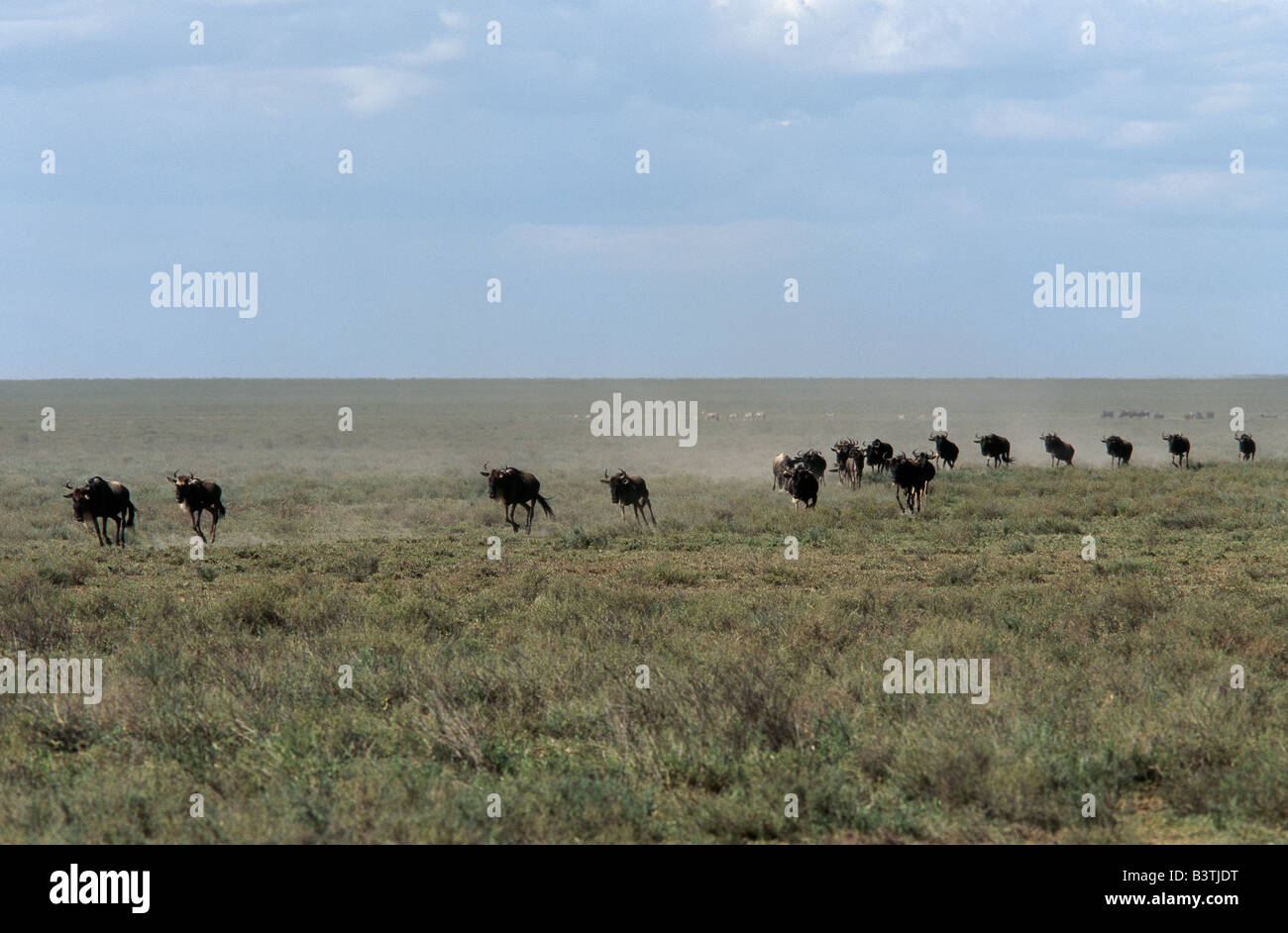 La Tanzanie, la Ngorongoro Conservation Area, Ndutu. Wildebeet à travers les plaines du stampede pendant leur cycle annuel de la migration. Banque D'Images