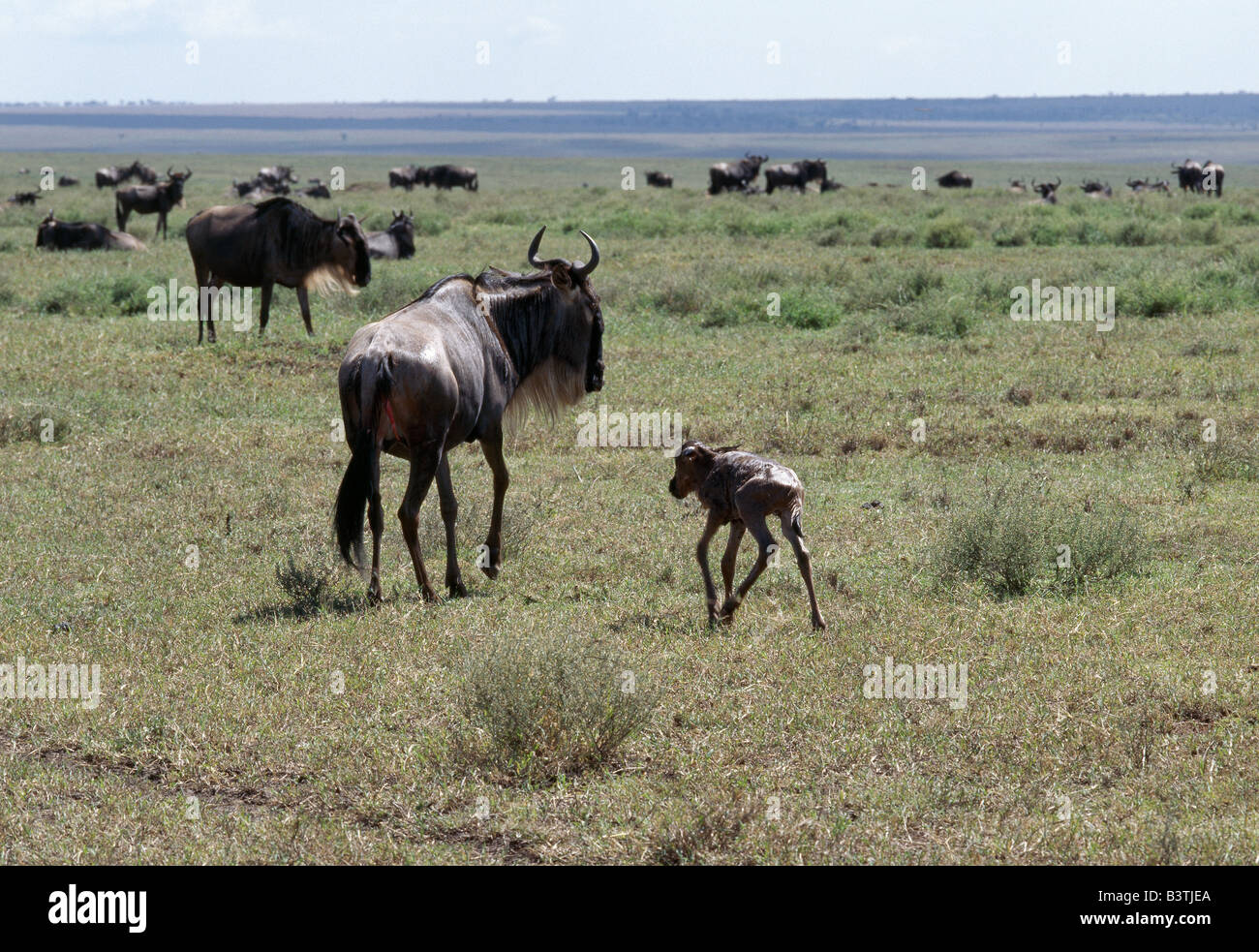 La Tanzanie, la Ngorongoro Conservation Area, Ndutu. Un veau nouveau-né Gnous staggers vers sa mère quelques minutes après la naissance. Quatre-vingt-dix pour cent de tous les gnous, ou blanc-gnu barbus, les veaux sont nés dans la région du lac Ndutu et les plaines du Serengeti dans une période de trois semaines entre février et mars de chaque année. Banque D'Images