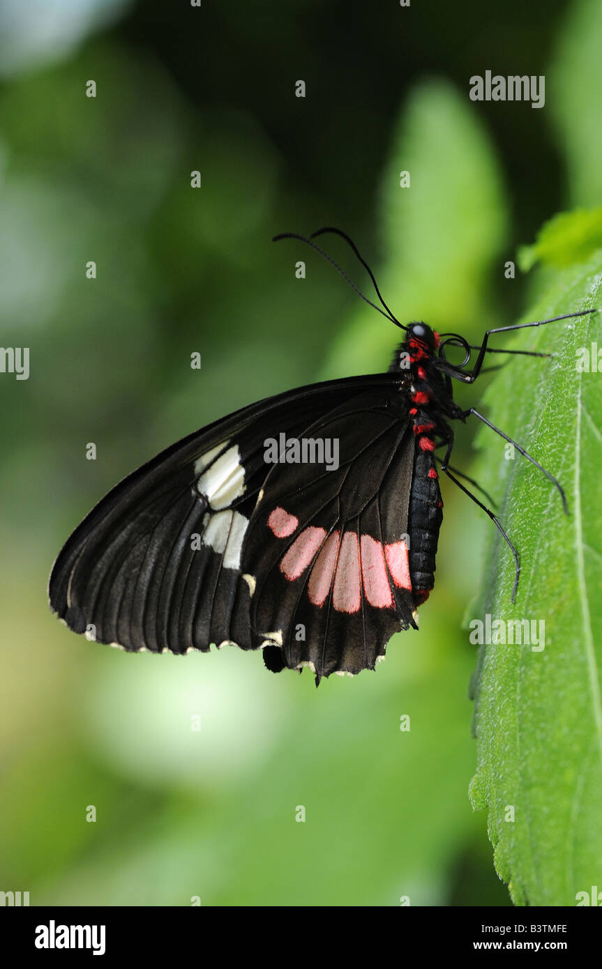 Mormon Butterfly Papilio memnon originaire d'Asie Banque D'Images