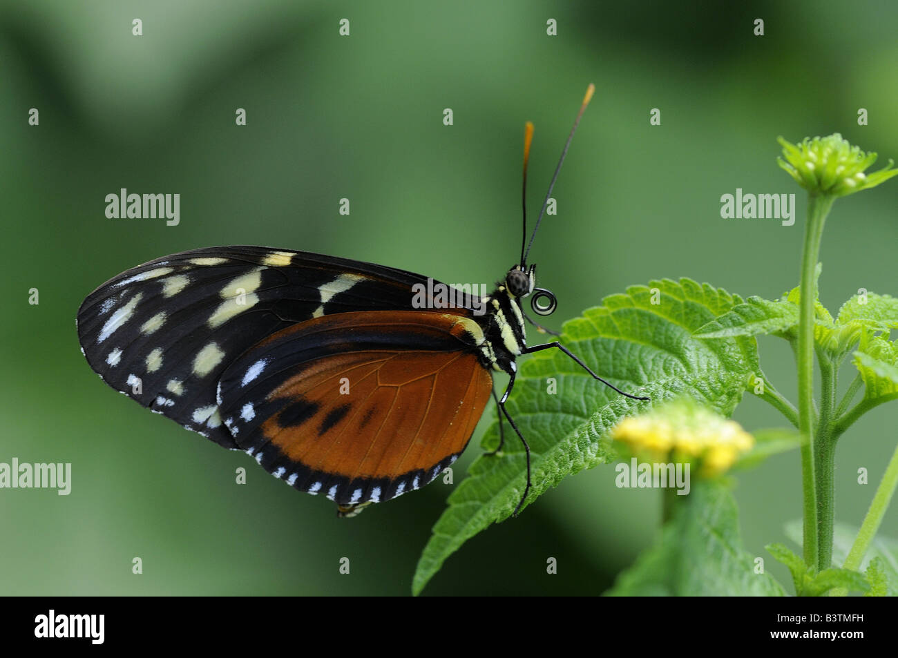 Papillon Heliconius hecale Golden Helicon originaire d'Amérique du Sud Banque D'Images