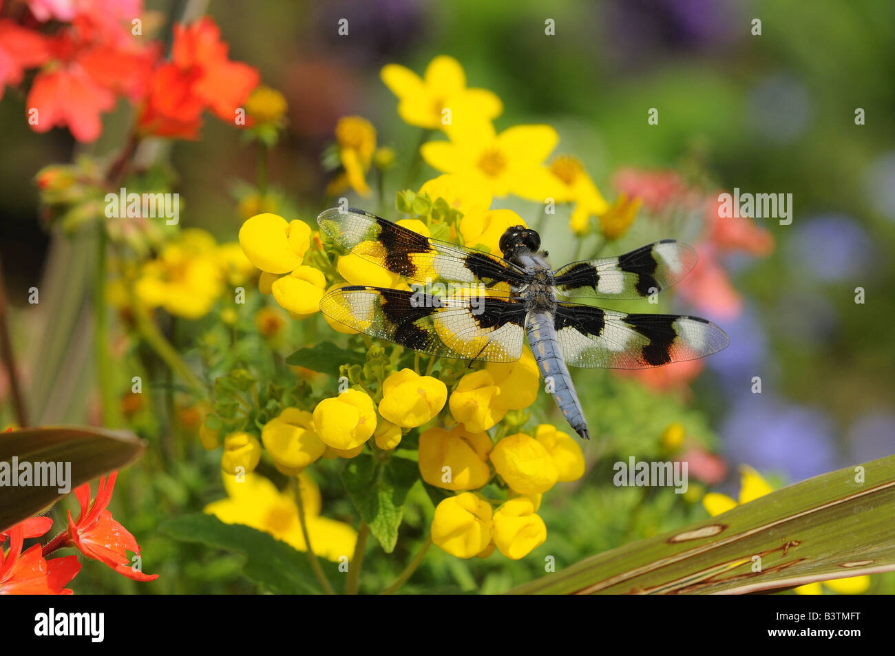 Huit Spotted Skimmer Libellule Libellula forensis reposant sur des fleurs de l'île de Vancouver, Canada Banque D'Images