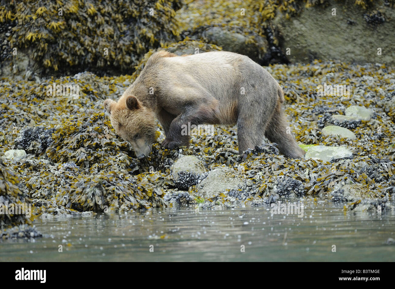 Ours grizzli Ursus arctos Ours brun ou femme tournant sur les rochers, sur le rivage à la recherche de nourriture Colombie Britannique Canada Banque D'Images