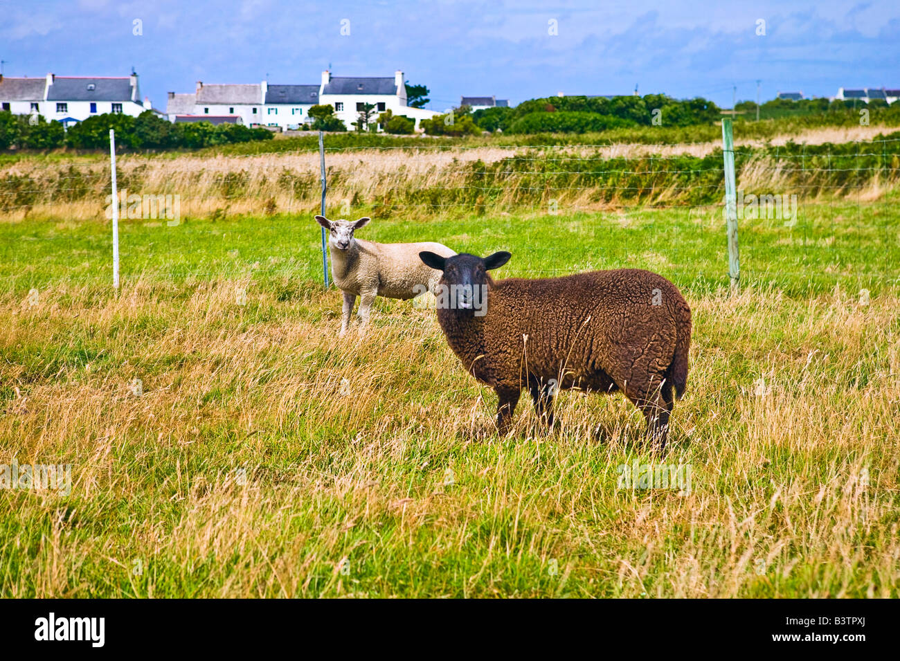 Mouton noir et blanc mouton de pré salé en fixant l'appareil photo à l'île de Ouessant Bretagne France Banque D'Images