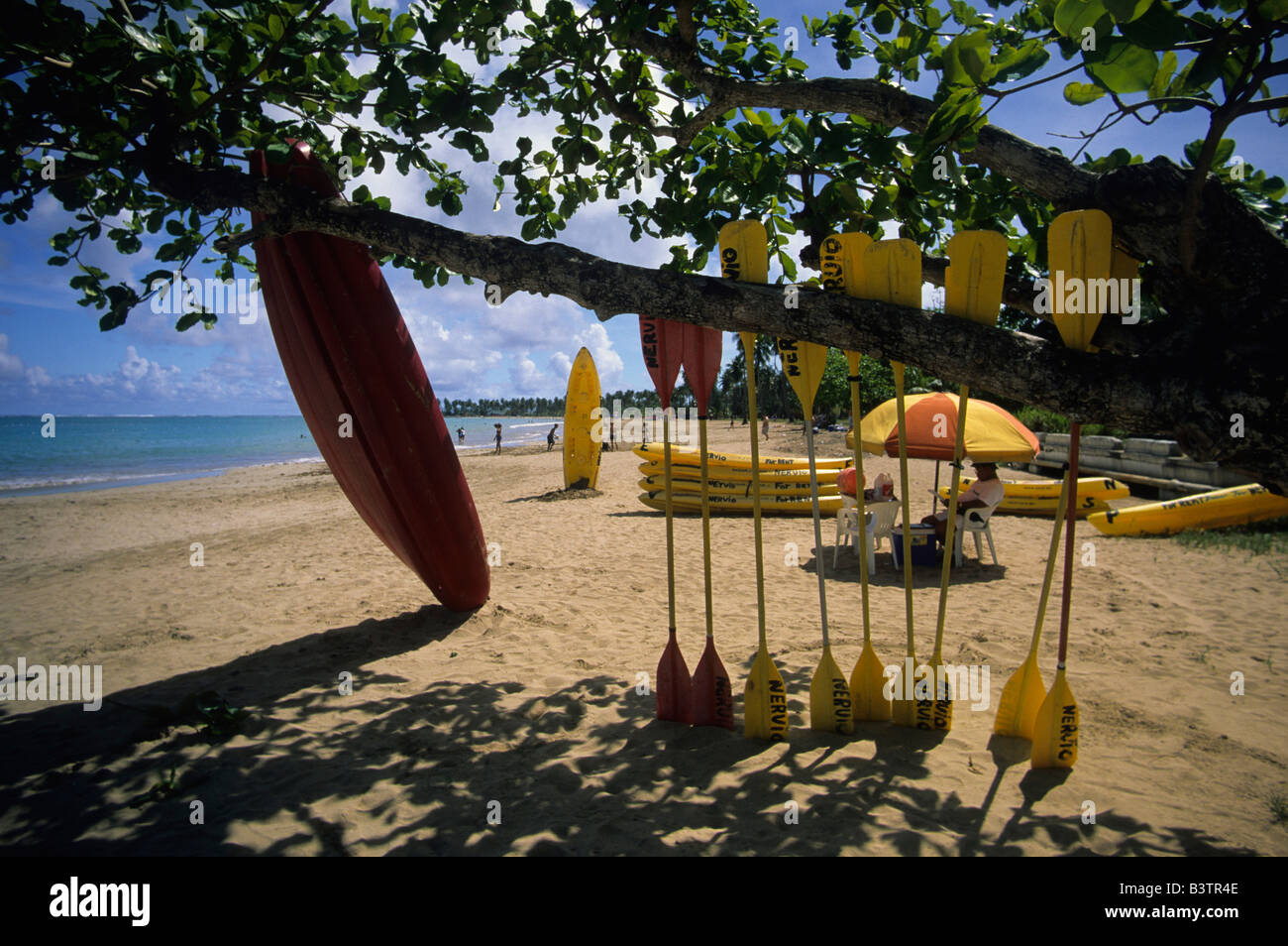 Location de kayak, pagaies reposant sur une branche d'arbre sur la plage publique de Playa Luquillo Porto Rico Banque D'Images