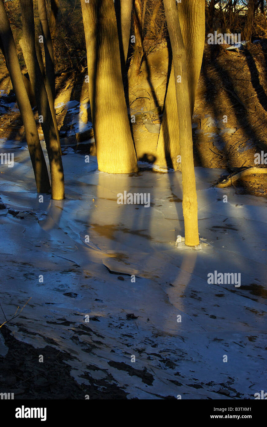 Coucher du soleil arbres éclairés se reflètent dans une feuille lisse de l'eau glacée Banque D'Images