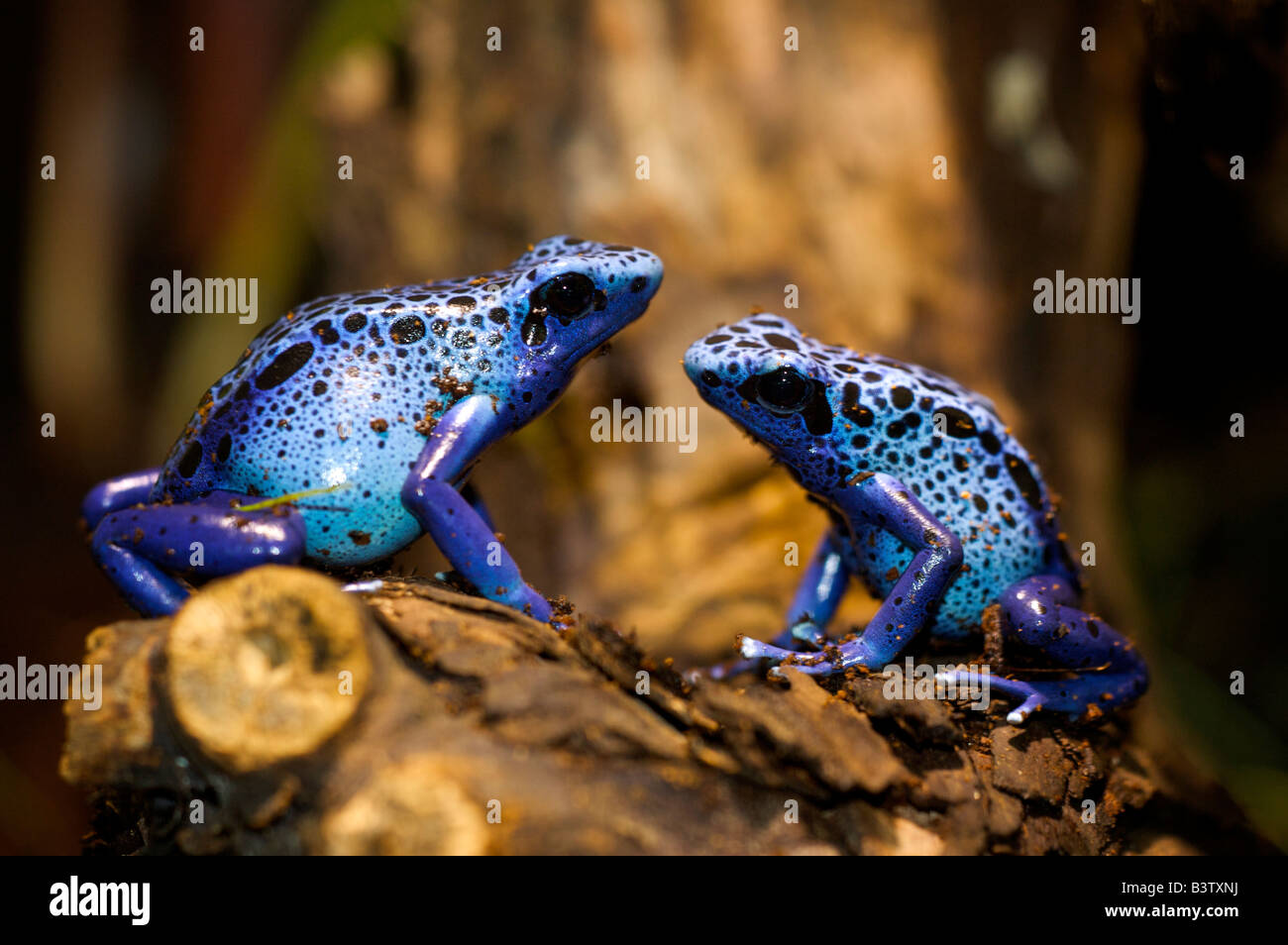 Poison arrow frog teinture Dendrobates tinctorius assis sur bois Banque D'Images