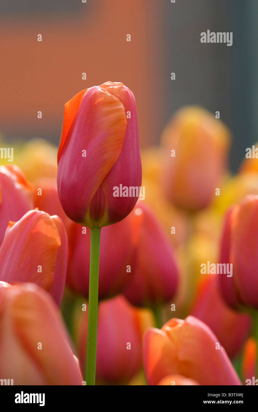 Pays-bas, lisse. Jardins de Keukenhof, le plus grand parc floral de l'ampoule avec plus de 4 millions de tulipes & 1/2 en 100 variétés. Banque D'Images