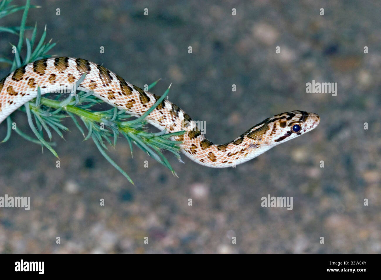 Arizona Arizona elegans, Serpent Brillant, Tucson Arizona United States 15 mai Colubridés Adultes Banque D'Images
