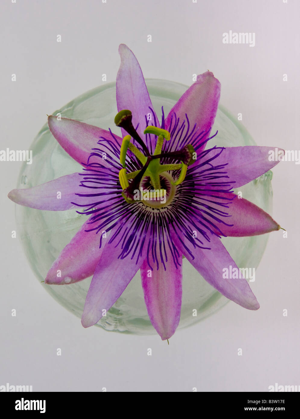 Une belle fleur de la passion dans un verre wasp catcher Banque D'Images