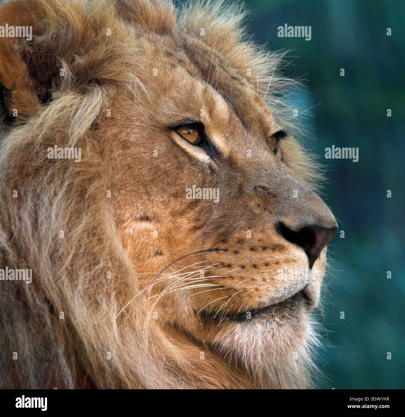 Lion Zoo Wild Animal Park grand chat Toronga captivité lion portrait close up face à moustaches Banque D'Images