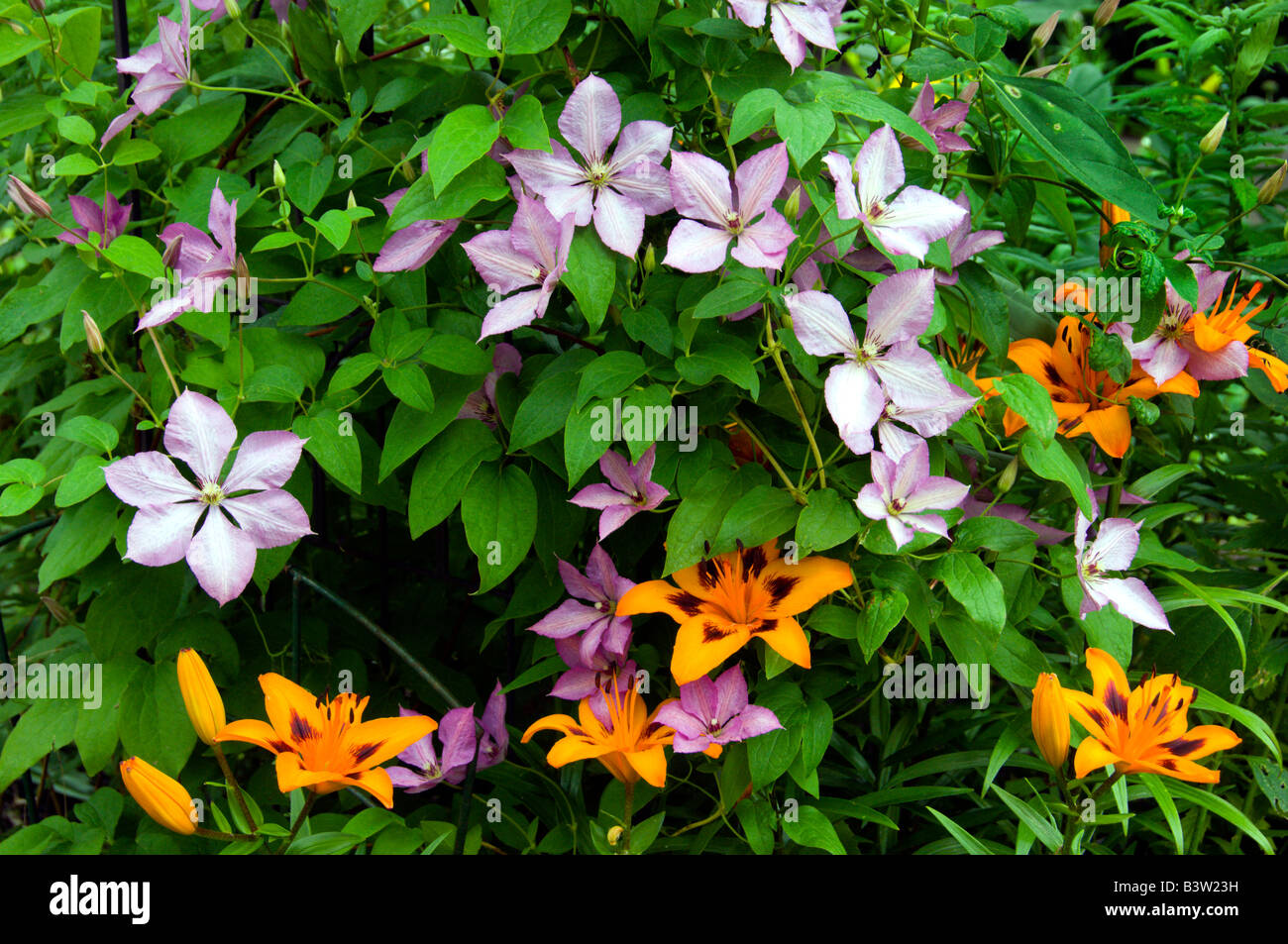 Clematis et tiger lilies à Winnipeg Manitoba Canada Banque D'Images