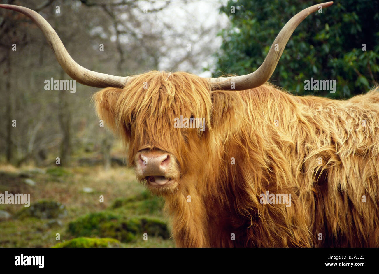 Vache Highland, Scotland, UK. Banque D'Images