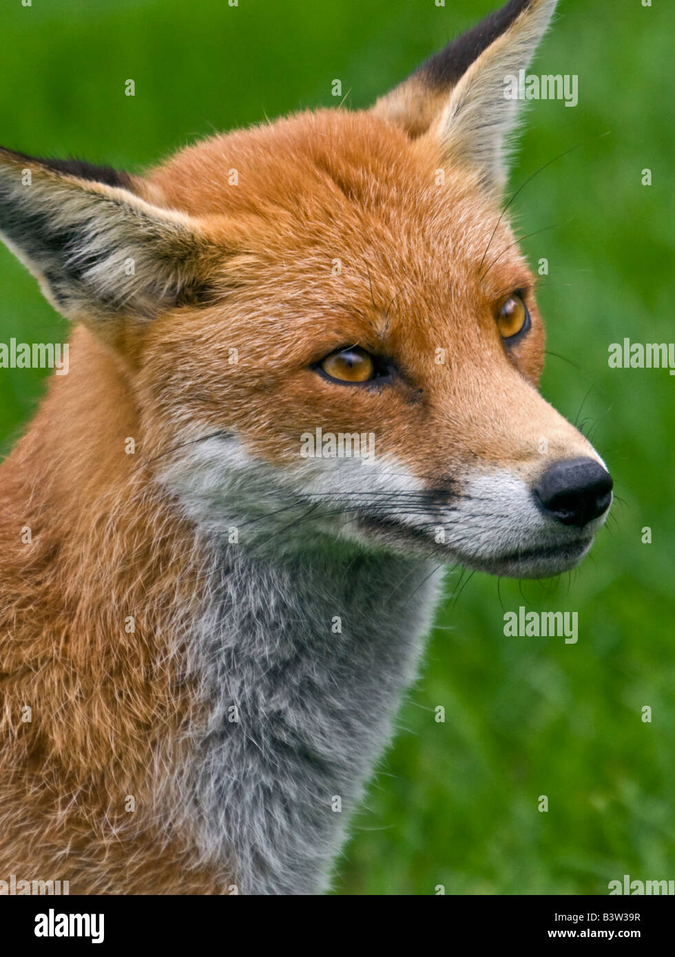 European Red Fox (Vulpes vulpes), Royaume-Uni Banque D'Images