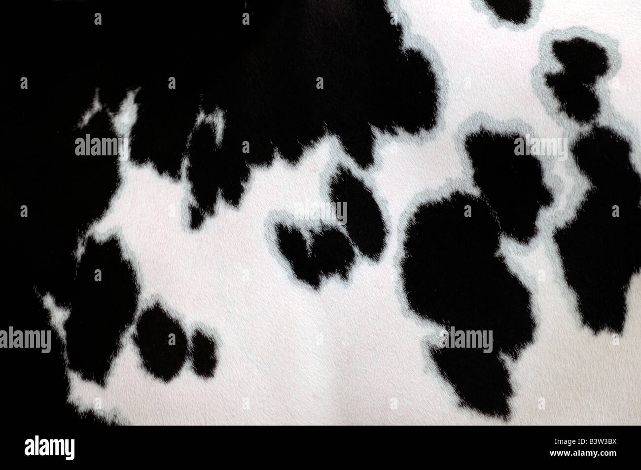 Close up detail de la robe sur une vache frisonne Banque D'Images