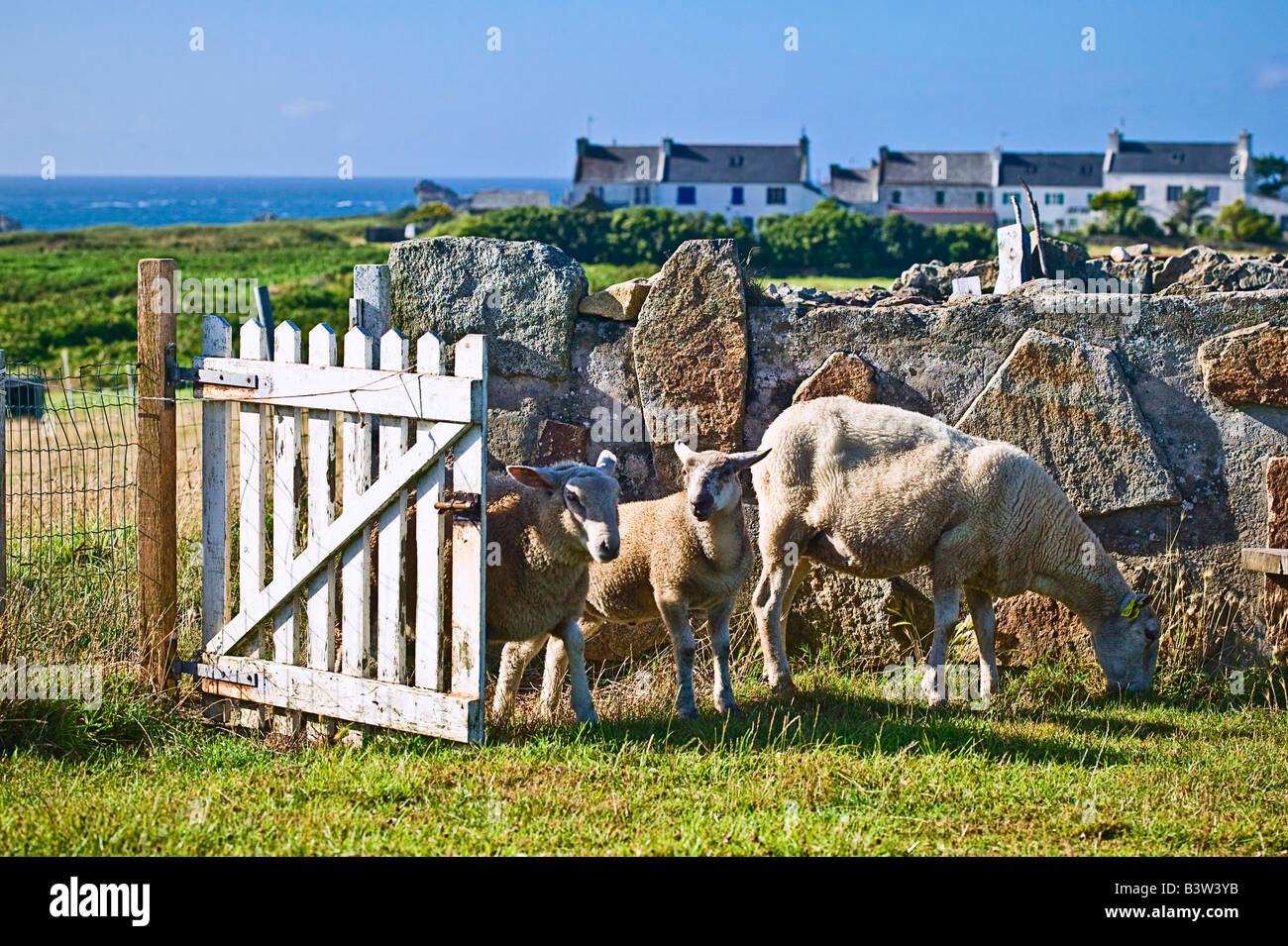 Dépassements des moutons et agneaux par brebis portail blanc ile de Ouessant Bretagne France Banque D'Images
