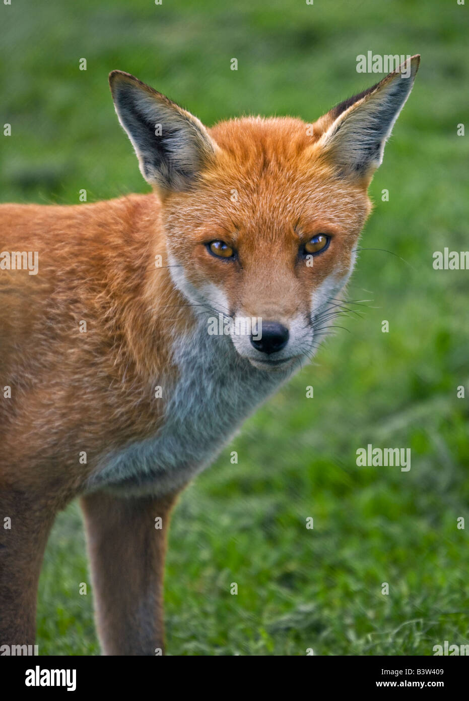 European Red Fox (Vulpes vulpes), Royaume-Uni Banque D'Images