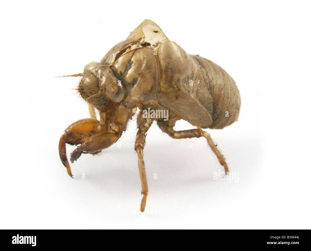 Dogday Tibicen canicularis (Harvestfly) -- une espèce de cigale -- jeter la peau de nymphe. Banque D'Images