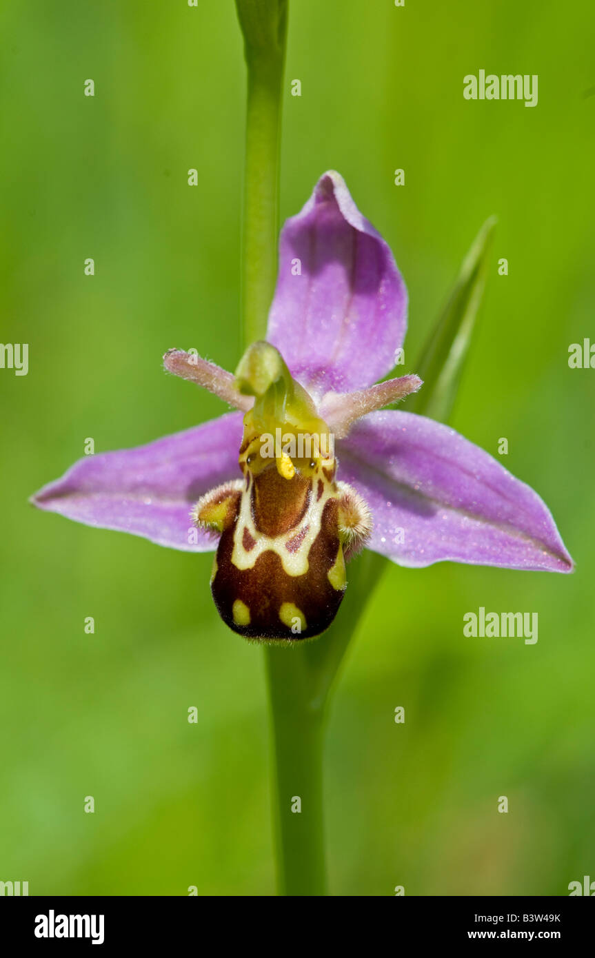 L'orchidée abeille Ophrys apifera Surrey England Juin Banque D'Images