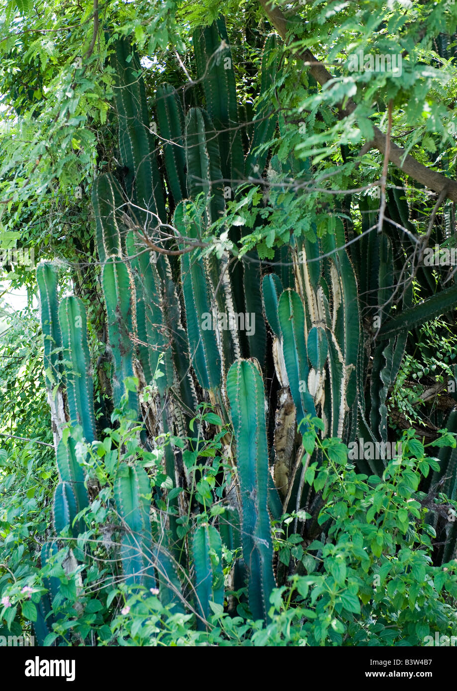 De plus en plus avec d'autres cactus, arbres, arbustes, plantes et d'épices sur les bords d'une ferme aussi pour garder les intrus et d'autres animaux à l'écart. Banque D'Images