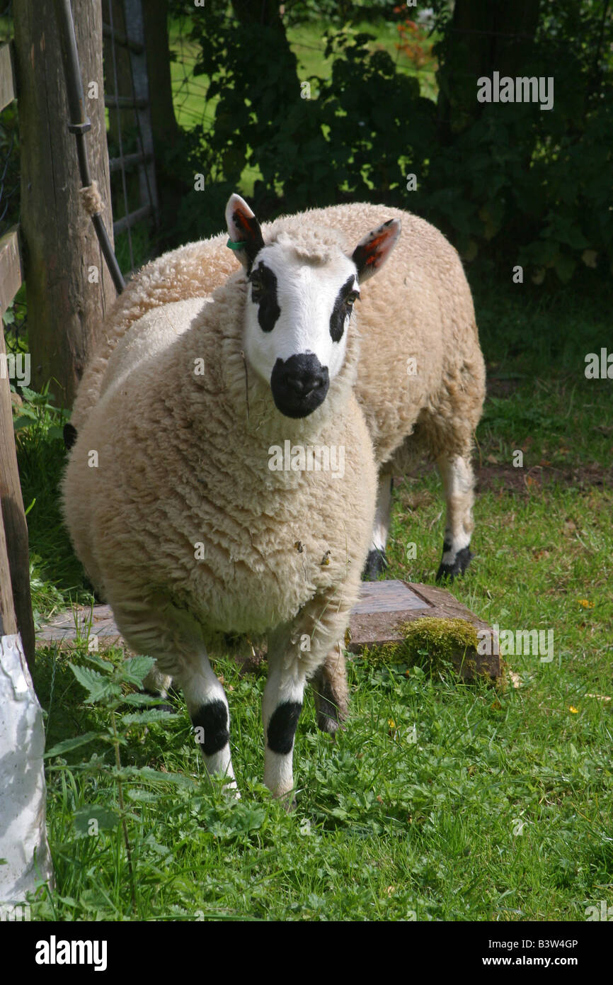 Mouton debout face à Kerry Hill sur terrain.Welsh farm Carmarthenshire.KerryHill 23163 Moutons Banque D'Images