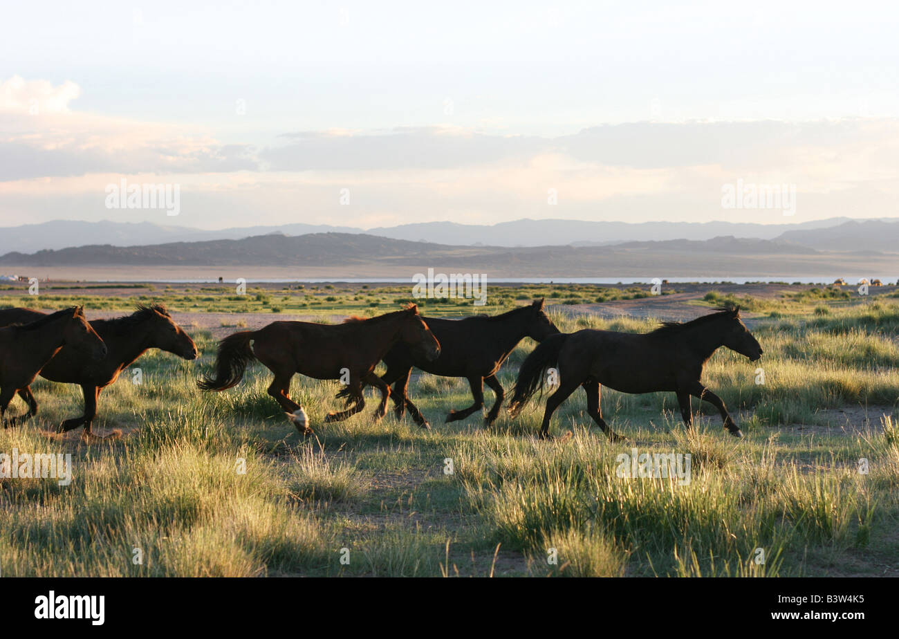 Les chevaux sauvages qui traversent les prairies de la Mongolie Banque D'Images