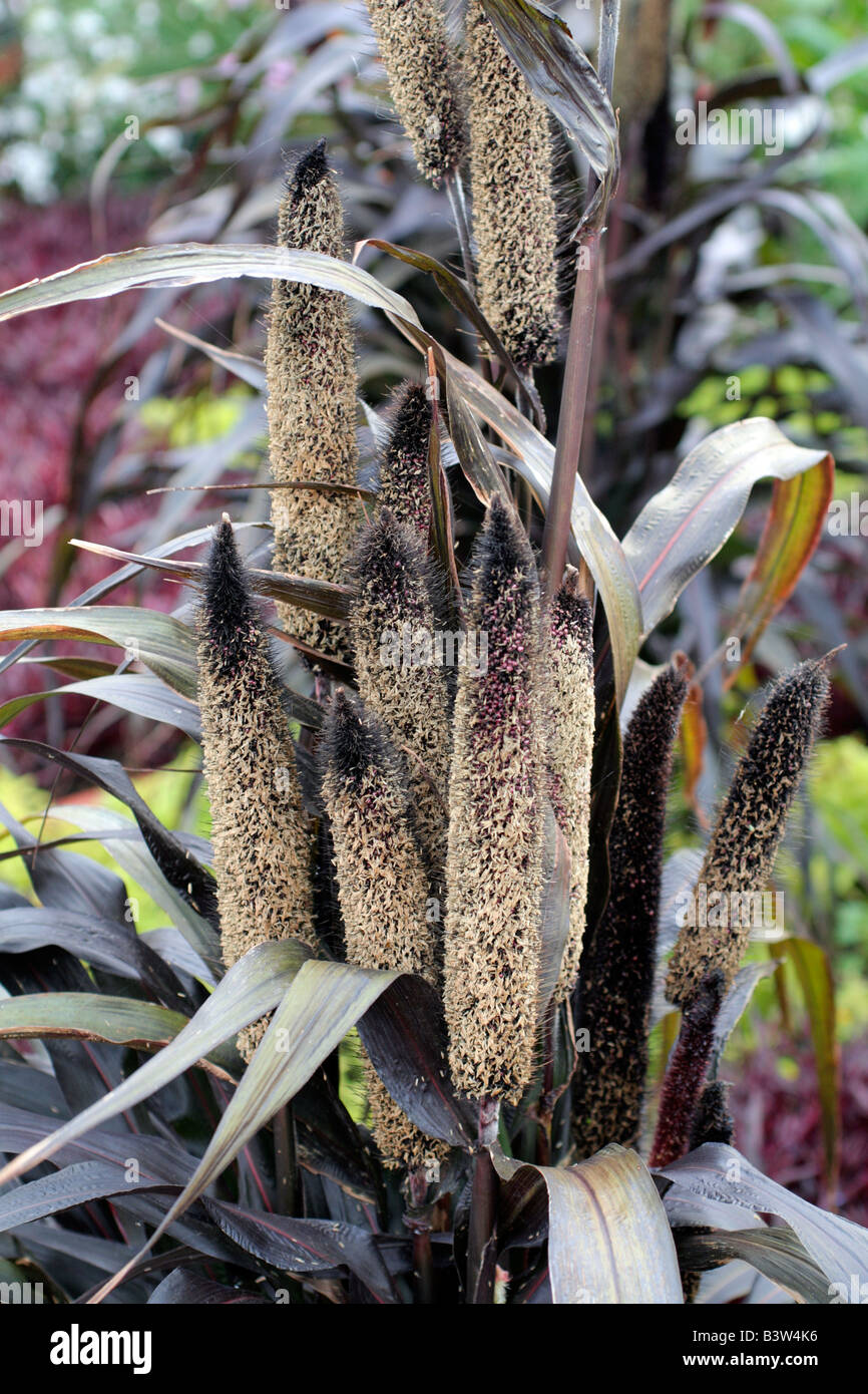 PENNISETUM GLAUCUM MILLET ORNEMENTAL POURPRE Banque D'Images