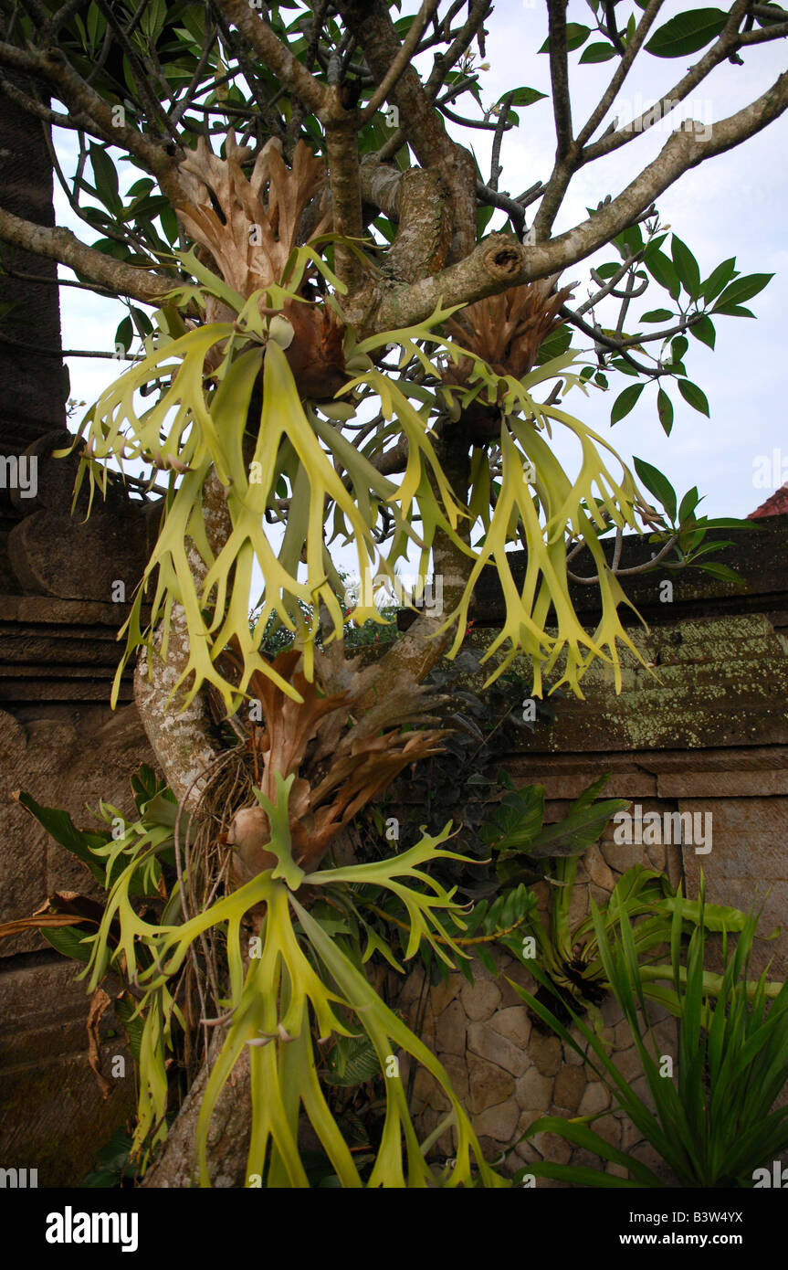 De plantes, Ubud, Bali, Indonésie Banque D'Images