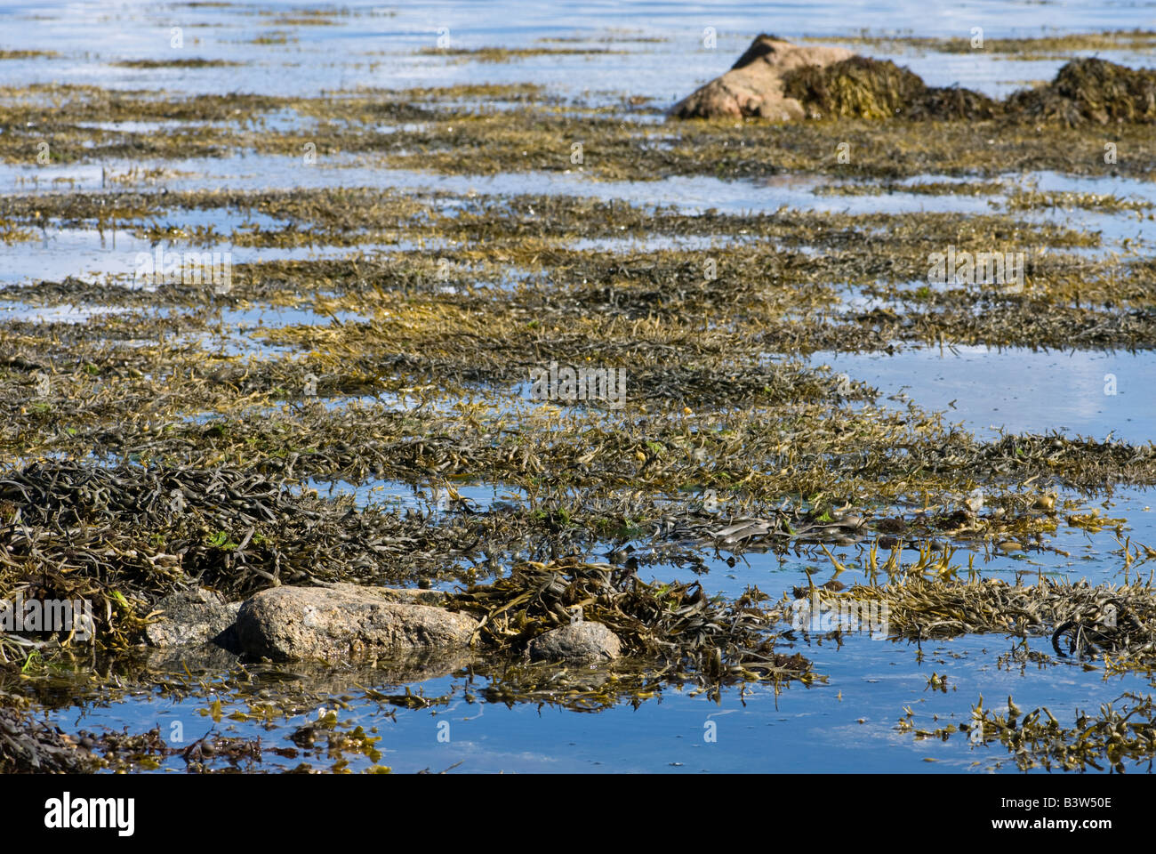 L'ascophylle noueuse (Ascophyllum nodosum) début de flotter quand la marée monte. Banque D'Images